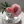 CamelliaRose